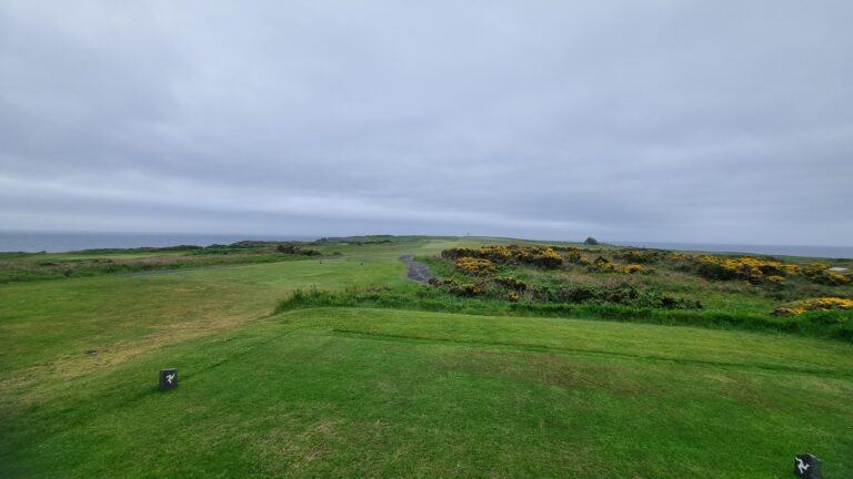 Coastal meadow with a winding path toward the sea, green grass and yellow flowering bushes under a cloudy gray sky.